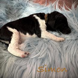 Anthony - Parti male Poodle puppy in Houston, Texas from McEnery Standard Poodles