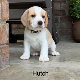 Hutch - Lemon and white male Beagle puppy in Mansfield, Missouri from Rippee Creek Kennel