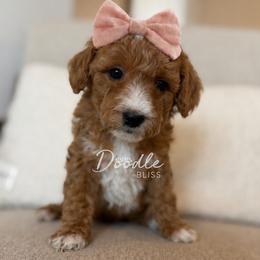 Sunny - Red  female Goldendoodle puppy in Gilbert, Arizona from Doodle Bliss