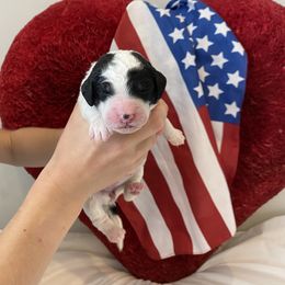Bernedoodle Puppies from Honey B. Bernedoodles