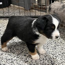 Tina - Black tri female Toy Australian Shepherd puppy in Nocona, Texas from Rafter O Toy Aussies and Mini Heelers
