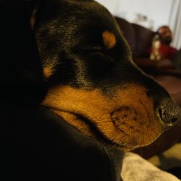 Doberman Pinscher Puppies from TeatreeDoberman