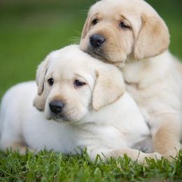 Labrador Retriever Puppies from Carvins Cove English Labradors