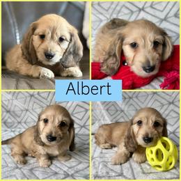 Cream Silky Wire - Pet Only - 3500 - Albert - Cream male Dachshund puppy in Pauls Valley, Oklahoma from Simply Happy Dachshunds