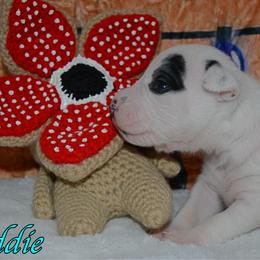 Eddie - male Alapaha Blue Blood Bulldog puppy in Walbridge, Ohio from United Alapaha Bulldogs