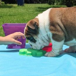 Bulldog and Miniature Australian Shepherd Puppies from RKC English Bulldogs and Mini Aussies