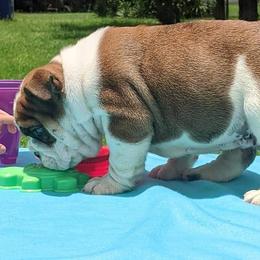 Bulldog and Miniature Australian Shepherd Puppies from RKC English Bulldogs and Mini Aussies