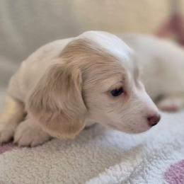 Sissie - Piebald female Dachshund puppy in Denton, Georgia from Pleasantdachs Minis