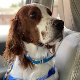 Irish Red and White Setters from Renegade Red & White Setters
