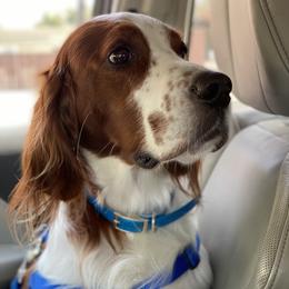 Irish Red and White Setters from Renegade Red & White Setters