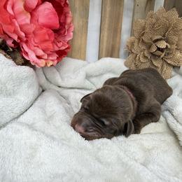 Sephora - Red and rust female Doberman Pinscher puppy in Boyd, Texas from Team Feem Breeders