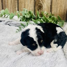 Max - Black tri-color male Aussiedoodle puppy in Hamilton, Michigan from White Pine Farm