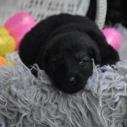 Black Collar Sable Male - Sable male German Shepherd puppy in Marianna, Florida from Haus M Godwin