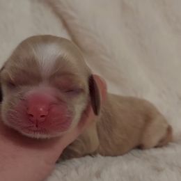 Boy 1 - Buff Cocker Spaniel puppy in Kountze, Texas from Southeast Texas Cocker Spaniels