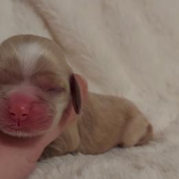 Boy 1 - Buff Cocker Spaniel puppy in Kountze, Texas from Southeast Texas Cocker Spaniels