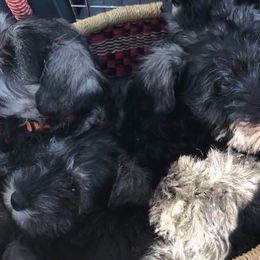 Miniature Schnauzer Puppies from Pegasus
