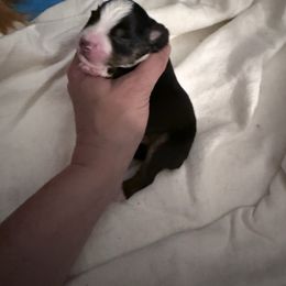 Boy 3 - Black tri male Miniature Australian Shepherd puppy in Romney, West Virginia from South Branch Mini Aussies
