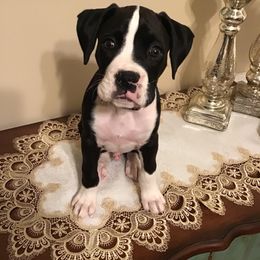 Boxer Puppies from BellRidge Boxers