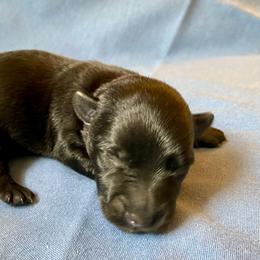 Rex (Green) - Black male Scottish Terrier puppy in Jefferson, North Carolina from McGuire’s High Country Terriers
