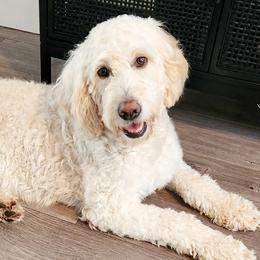 Nova - Goldendoodle