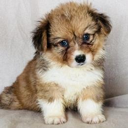 Girl 3 - Fawn female Pembroke Welsh Corgi puppy in Huntington Beach, California from Gingerbread