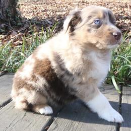Nezuko - Red merle female Australian Shepherd puppy in Macon, Georgia from Shaina’s Shepherds
