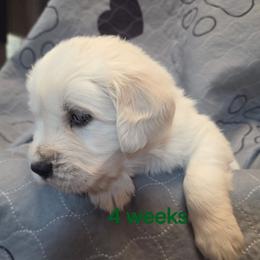 Green Boy - Light golden male Golden Retriever puppy in Albuquerque, New Mexico from Teeter's Desert  Goddess Goldens