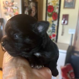 Doodle Bug - Black male Chihuahua puppy in Tecumseh, Oklahoma from Callie’s Happy Chihuahuas, Callie’s Happy Treasures LLC