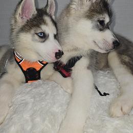 Siberian Husky Puppies from Springfield Huskies