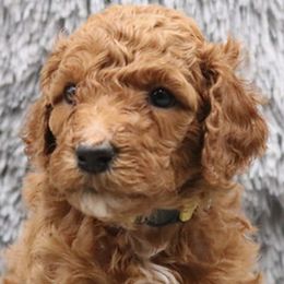 Poodle Puppies from Absolutely Pampered Poodles