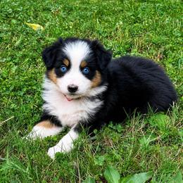 Cherry - Black tri-color female Australian Shepherd puppy in Howardsville, Virginia from Spectacular Aussies and Cavaliers