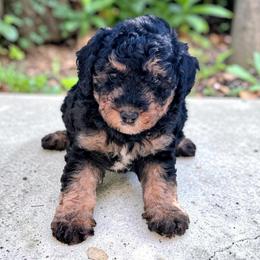Zeta - Tri-color female Bernedoodle puppy in Sparta, Missouri from Sis' Doodles & Poodles