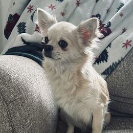 Cookie - Chihuahua