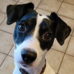 Russell Terriers from The Painted Farm
