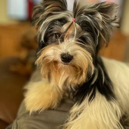 Biewer Terrier and Yorkshire Terrier Puppies from Yorkie Town California