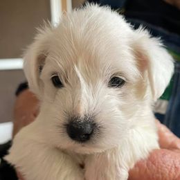 Miniature Schnauzers from Schnauzers at Big Creek Farms