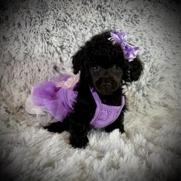 Lil Bianca - Black female Poodle puppy in Newcomerstown, Ohio from Sheri’s Lil Angel’s