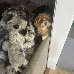 Bernedoodle and Goldendoodle Puppies from A.N.A. Doodles