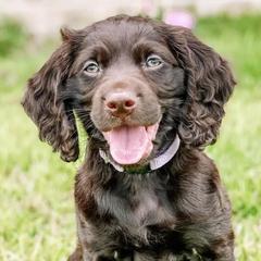 Boykin Spaniels from Baggett’s NWFL Gun Dogs