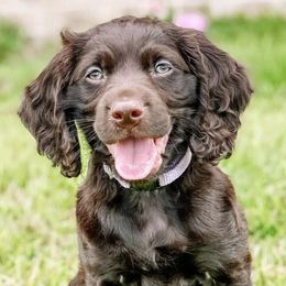 Boykin Spaniels from Baggett’s NWFL Gun Dogs