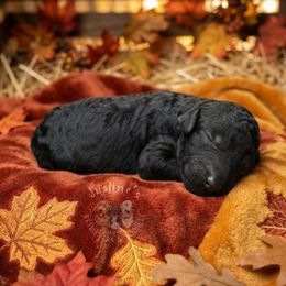 Girl 4 - Black female Goldendoodle puppy in Sterling, Connecticut from Justine’s Retrievers and Doodles