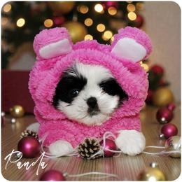 Shih Tzu Puppies from Devil Dogs Shih Tzu's