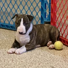 Bull Terrier Puppies from Lynn Hill Bull Terriers