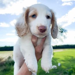Lucky - Dapple male Dachshund puppy in Georgia from Hamsley Doxies and More