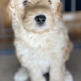 Australian Labradoodles from Happy Labradoodle