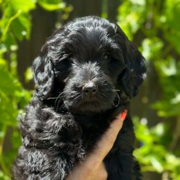 HOLLY - Black Goldendoodle puppy in Atascadero, California from Daring to Dream Doodles