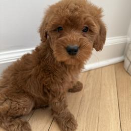 Red collar boy - Red  male Goldendoodle puppy in Ridgewood, New Jersey from Jessie’s Doodles