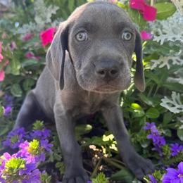 Weimaraners from Weim Squadron