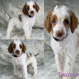Dancer - Parti Poodle puppy in Swansboro, North Carolina from Monarch Standard Poodles