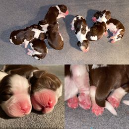 English Springer Spaniel Puppies from Cedarhaven Springers